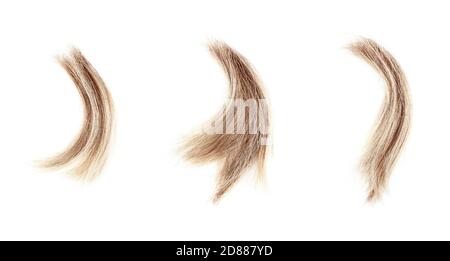 Blonde verrou de cheveux ensemble sur fond blanc isolé gros plan, coupé de cheveux blond naturel boucle, coupe de cheveux, coiffure, texture de cheveux humains, tonte Banque D'Images