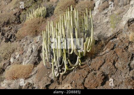 Photo Photo d'un cactus sur la montagne Banque D'Images