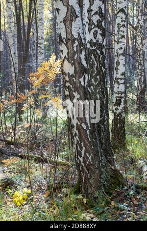 Bouleaux en forêt d'automne avec des feuilles jaunes sur le sol. Arrière-plan motley calme avec des birches d'automne, troncs noirs et blancs, feuillage jaune, lea Banque D'Images