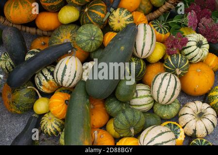 Assortiment de citrouilles et de courbets colorés frais dans un concept rustique de fond de récolte, vu d'en haut en plein cadre Banque D'Images