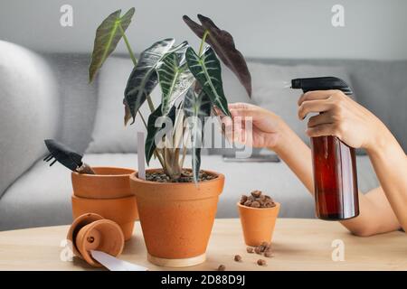 Une femme vaporise de l'engrais liquide pour l'alimentation foliaire sur le taureau d'alocasie sanderiana ou alocasie bambino dans un pot d'argile et accessoires sur le Banque D'Images