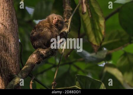 Un marmoset pygmée (Callithirix pygmaea) du Parc national de Cuyabeno, en Équateur. La plus petite espèce de singe dans le monde. Banque D'Images