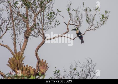 Toucan de Cuvier ou toucan à gorge blanche (Rhamphastos tucanus) perché dans un arbre de la réserve naturelle de Cuyabeno en Equateur amazonien. Banque D'Images