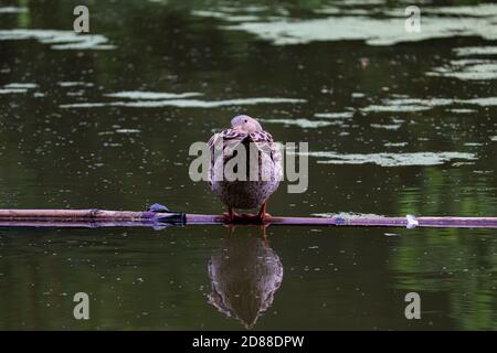 Un canard reposant sur un bambou flottant dans un petit étang. Et son ombre se reflète dans l'eau verte. Banque D'Images