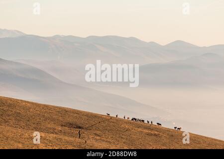 Certains chevaux silhouettes sur le dessus de la montagne Subasio, sur une mer de brume, le remplissage de la vallée de l'Ombrie Banque D'Images