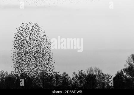 Troupeau d'oiseaux faisant une belle et parfaite forme dans le ciel, au-dessus de quelques arbres Banque D'Images