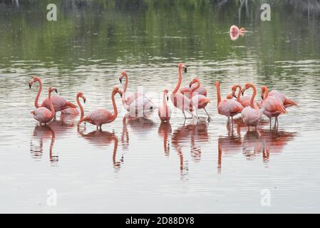 Un troupeau de flamants sauvages (Phoenicopterus ruber) de l'île Isabela dans le parc national des îles Galapagos en Equateur. Banque D'Images