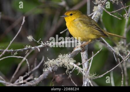 La sous-espèce endémique des galapagos de la Paruline jaune (Setophaga petéchia aureola). Banque D'Images