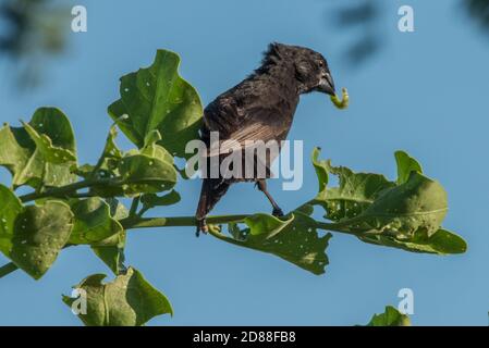 Un petit arbre finch (Camarhynchus parvulus), l'un des Darwins Finches, mangeant une chenille dans les îles Galapagos en Equateur. Banque D'Images