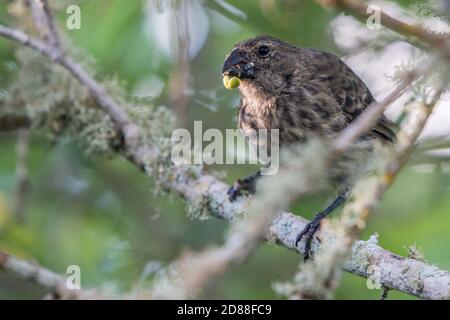 Le grand arbre finch (Camarhynchus psittacula) l'une des finches de Darwin des îles Galapagos se nourrissant de graines. Banque D'Images