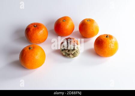 mandarine orange pourrie moisie entourée de fruits frais sur fond blanc, fruits gâtés, mauvaise nourriture ancienne, insoutenable, concept défait Banque D'Images