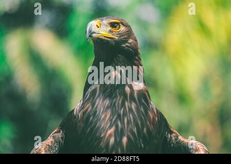 Golden Eagle utilisé dans la fauconnerie, posant pour le portrait au Mexique Banque D'Images