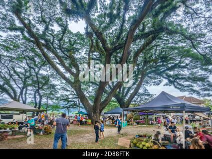 Mossman Community Markets, sous la voûte ombragée d'immenses arbres à pluie anciens, est un lieu populaire pour les produits biologiques locaux et les articles artisanaux, Mossm Banque D'Images