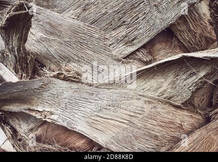 Gros plan d'un tronc de palmier, fond abstrait naturel et ton sur ton. Banque D'Images