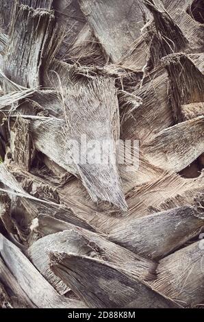 Gros plan d'un tronc de palmier, fond abstrait naturel et ton sur ton. Banque D'Images