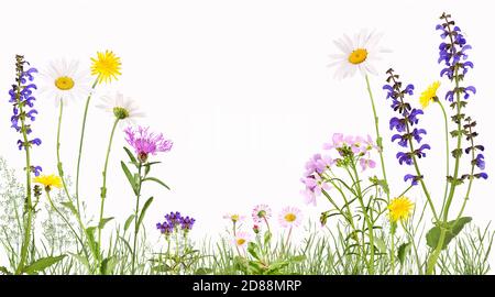 Prairie avec fleur de coucou, pâquerettes, pâquerettes et autres Banque D'Images