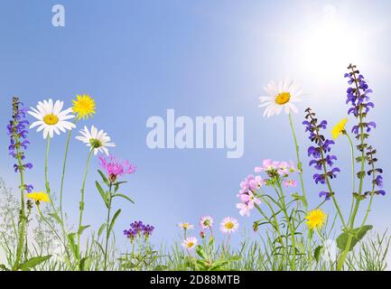 Prairie avec fleur de coucou, pâquerettes, pâquerettes et autres Banque D'Images