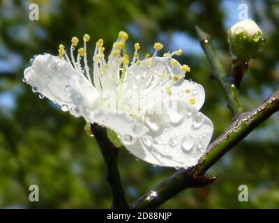 Gros plan d'une seule fleur blanche de prunus avec rosée du matin sur les pétales Banque D'Images