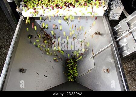 Nettoyage des olives à l'eau douce dans un moulin à huile d'olive lors du processus de production d'huile d'olive extra vierge à Attica, Grèce. Banque D'Images