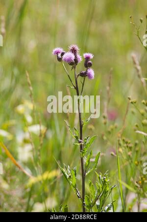 THISTLE rampant CIRSIUM ARVENSE Banque D'Images