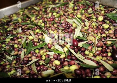 Nettoyage des olives à l'eau douce dans un moulin à huile d'olive lors du processus de production d'huile d'olive extra vierge à Attica, Grèce. Banque D'Images