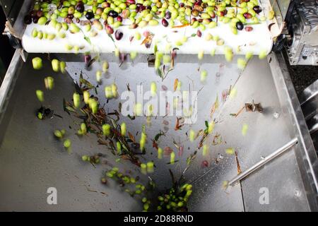 Olives sur courroie transporteuse à l'usine d'huile d'olive pendant le processus de production d'huile d'olive extra vierge dans la périphérie d'Athènes à Attica, Grèce. Banque D'Images