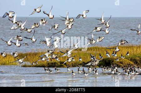 Oystercatcher sur la mer du Nord. Une partie du troupeau venait juste de partir et l'autre partie est restée. Banque D'Images