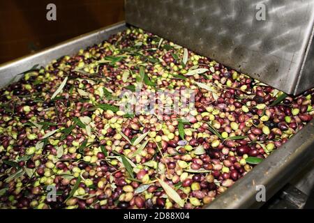 Nettoyage des olives à l'eau douce dans un moulin à huile d'olive lors du processus de production d'huile d'olive extra vierge à Attica, Grèce. Banque D'Images