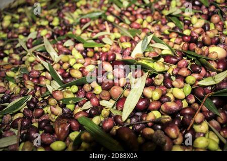 Nettoyage des olives à l'eau douce dans un moulin à huile d'olive lors du processus de production d'huile d'olive extra vierge à Attica, Grèce. Banque D'Images