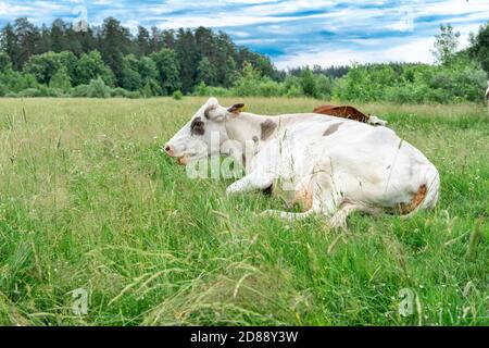 vaches se reposant dans un pré par une journée ensoleillée Banque D'Images