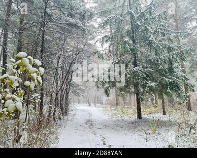 Forêt d'hiver dans une tempête de neige. Arbres enneigés et une route dans la forêt sibérienne Banque D'Images