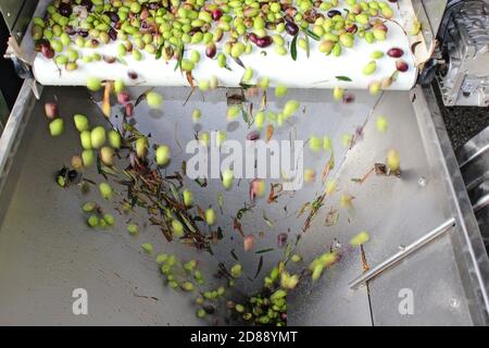 Olives sur courroie transporteuse à l'usine d'huile d'olive pendant le processus de production d'huile d'olive extra vierge dans la périphérie d'Athènes à Attica, Grèce. Banque D'Images