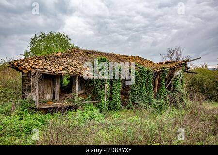 Photographie de voyage de la vieille maison abandonnée en ruines, paysage rural, montagne de Strandzha, Bulgarie, façade de planches en bois presque entièrement couverte de lierre verte saturée Banque D'Images