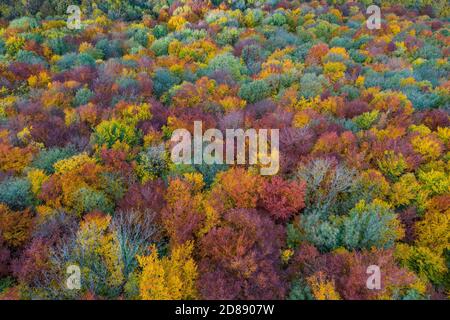 Forêt d'automne colorée d'en haut Banque D'Images