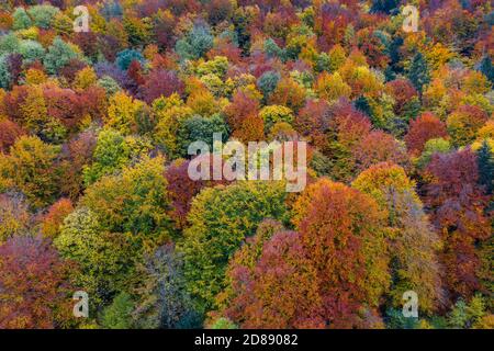 Forêt d'automne colorée d'en haut Banque D'Images
