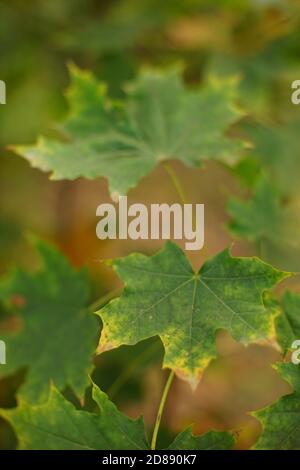 Feuilles vertes d'érable sur l'arbre dans la forêt d'automne Banque D'Images