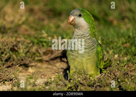 Monk Parakeet Myiopsitta monachus Costa Ballena Cadiz Espagne Banque D'Images