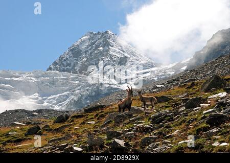 Femme Ibex avec jeune devant le Dürrenhorn et le Riedgletscher. Banque D'Images