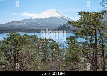 Mont Fuji à travers les arbres autour du lac Motosuko. Banque D'Images