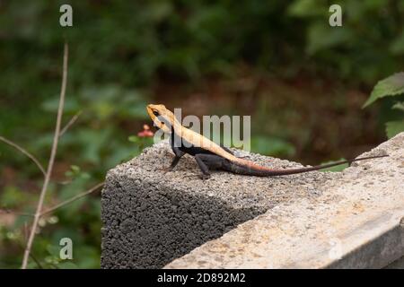 Une belle agama de roche péninsulaire (Psammophilus dorsalis), reposant sur un mur de béton, dans un environnement urbain. Également appelé l'Agam de Rock indien du Sud Banque D'Images