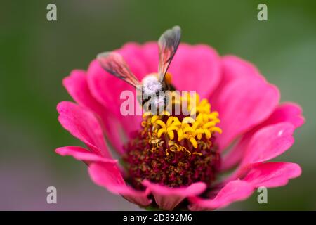 Abeille (APIs) sur un zinnia rose dans le jardin. Banque D'Images