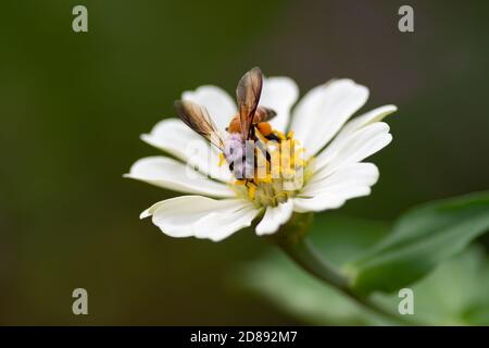 Abeille (APIs) sur un blanc zinnia dans le jardin. Banque D'Images