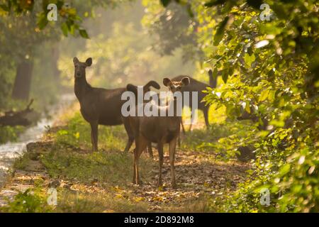 Un petit troupeau de femelles Sambar Deer (rusa unicolor), sont facilement effrayés et sont maintenant alertes, dans les forêts du parc national de Jim Corbett dans l'état de Banque D'Images