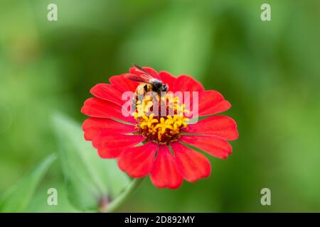 Abeille (APIs) sur un zinnia rouge dans le jardin. Banque D'Images