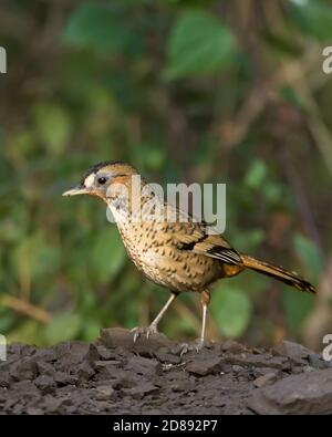 Une vue latérale d'un Laughingthrush (Ianthocinta rufogularis), perché sur une branche d'arbres, dans les forêts sauvages de Sattal à Uttarakhand, Ind Banque D'Images