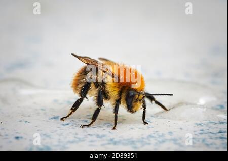 Photo macro d'un bourdon assis sur un plan d'examen à côté d'une flaque d'eau de sucre. Banque D'Images