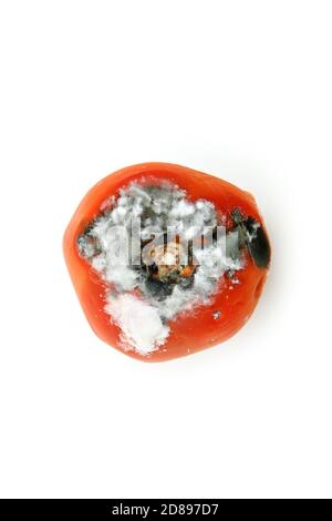 Image d'une tomate pourrie isolée sur fond blanc. Banque D'Images