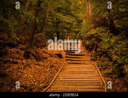 Chemin couvert de feuilles d'automne colorées dans la belle nature tchèque. Banque D'Images