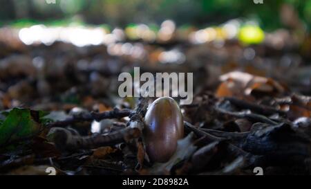 Lone Acorn Banque D'Images
