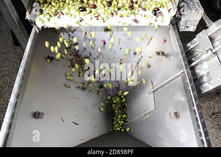 Olives sur courroie transporteuse à l'usine d'huile d'olive pendant le processus de production d'huile d'olive extra vierge dans la périphérie d'Athènes à Attica, Grèce. Banque D'Images